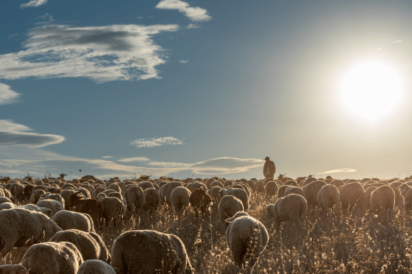 Lay Shepherding Training Guide